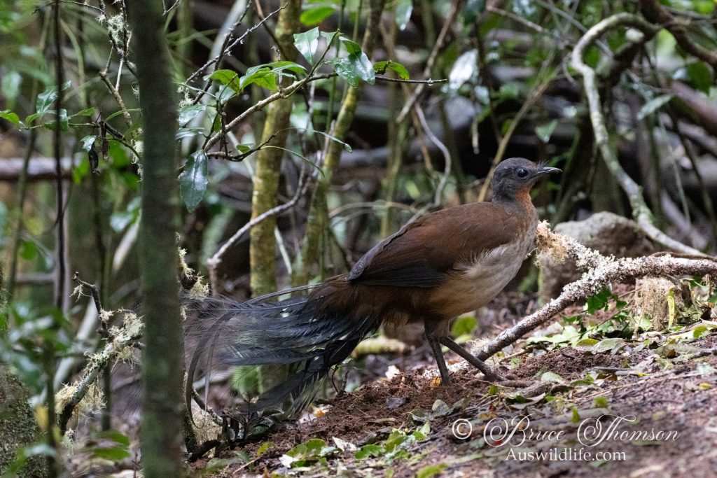 Albert Lyrebird (male)
