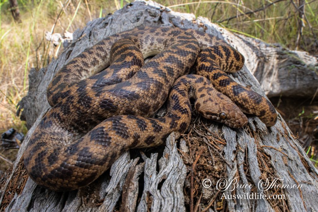 Spotted Python (Antaresia maculosa)