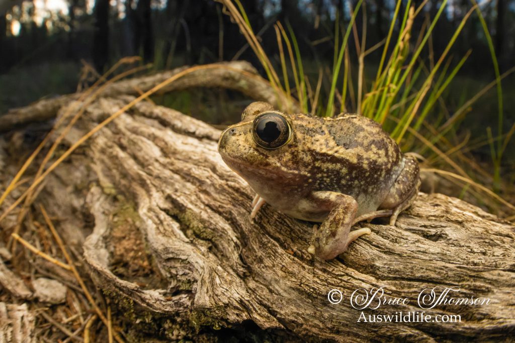 Sudell's Frog (Neobatrachus sudellae)