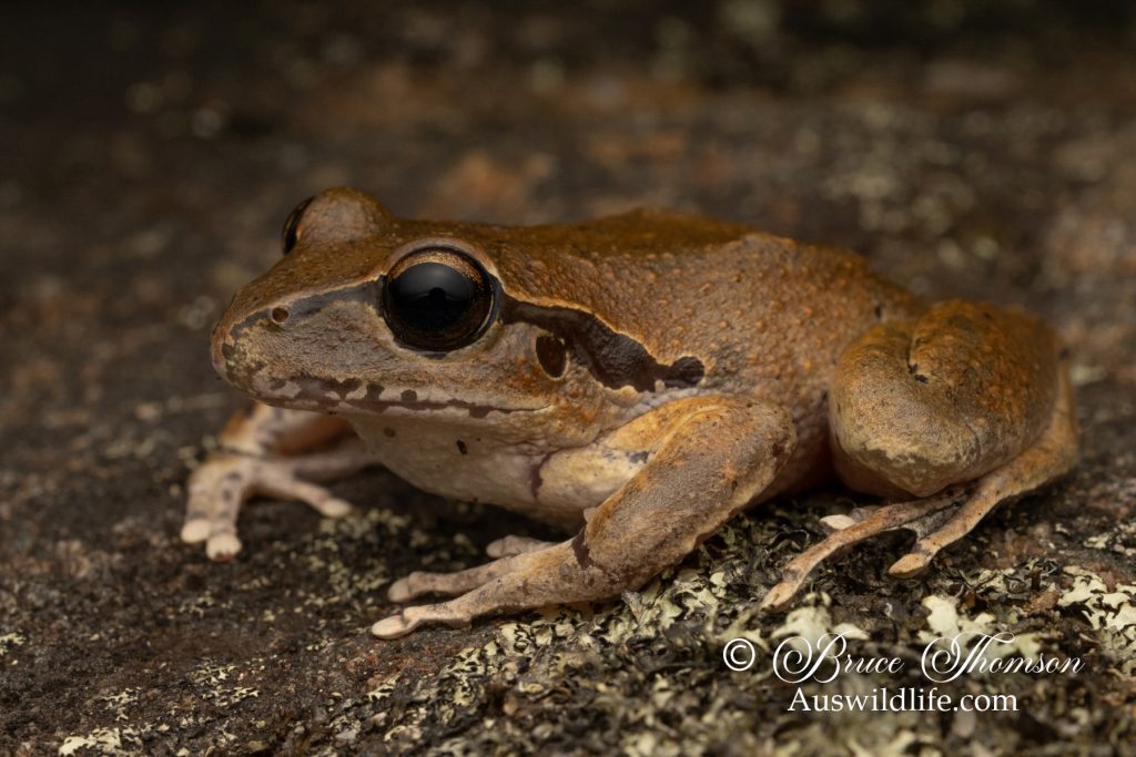 Stony Creek Frog (Litoria lesueuri) Female