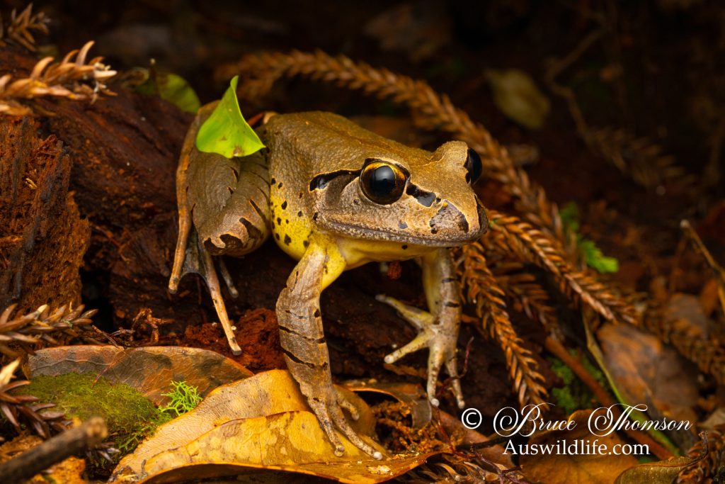 Fleay's Barred frog (Mixophyes fleayi)