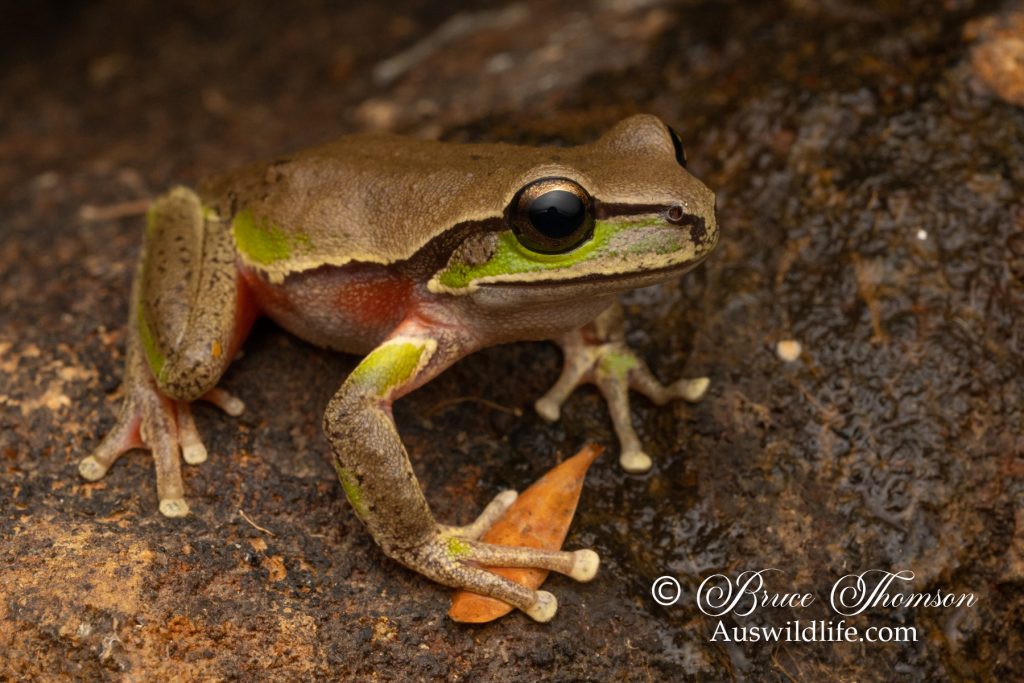Blue Mountains Tree Frog (Litoria citropa)