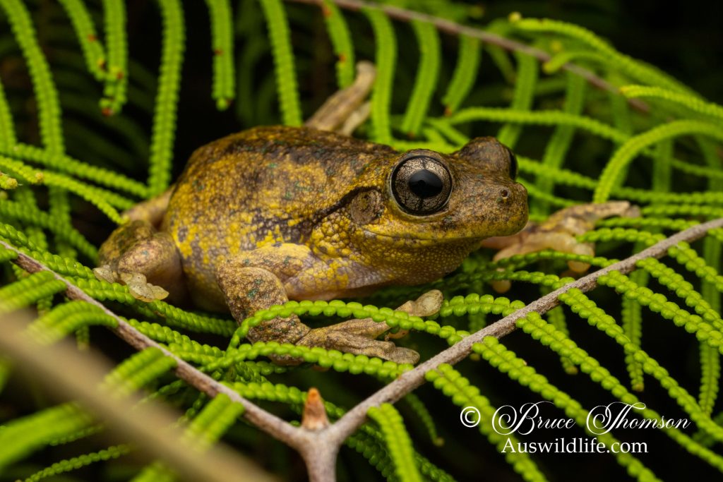 Peron's or Emerald-spotted Tree Frog (Litoria peroni)