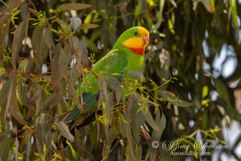 Superb Parrot (male)