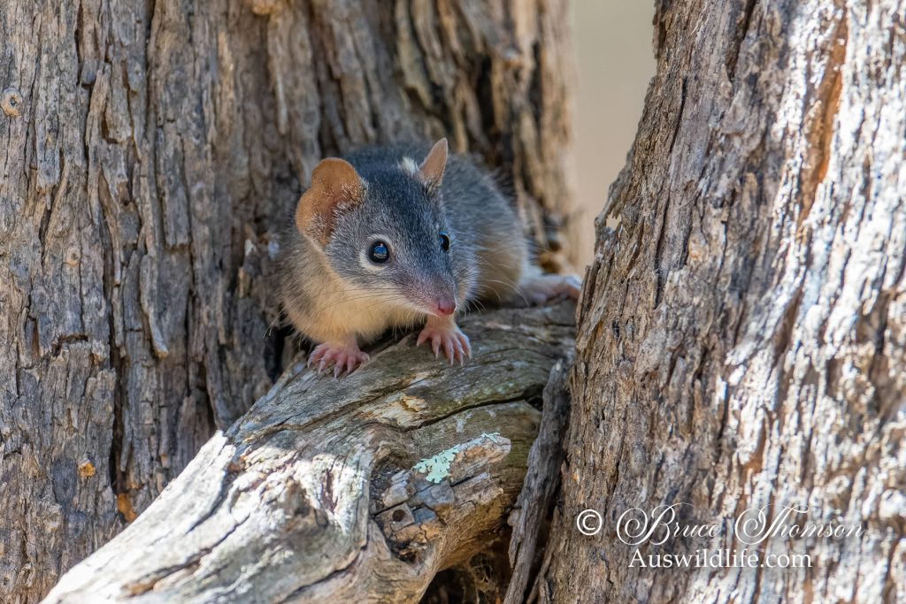 Yellow-footed Antechinus (Antechinus flavipes)