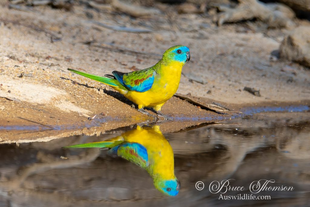 Turquoise Parrot (male)