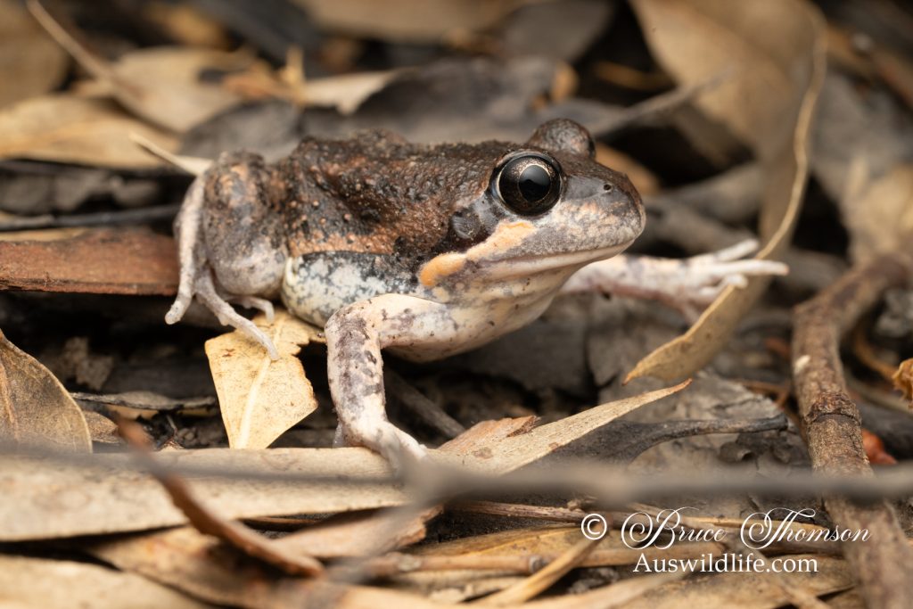 Eastern Banjo Frog (Limnodynastes dumerilli)