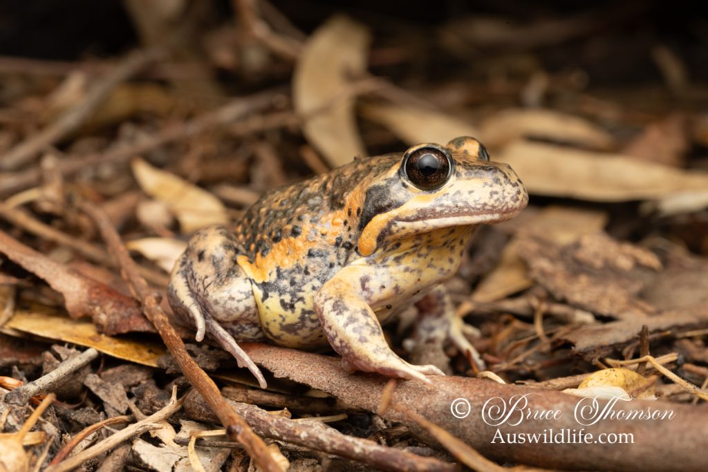 Eastern Banjo Frog (Limnodynastes dumerilli)