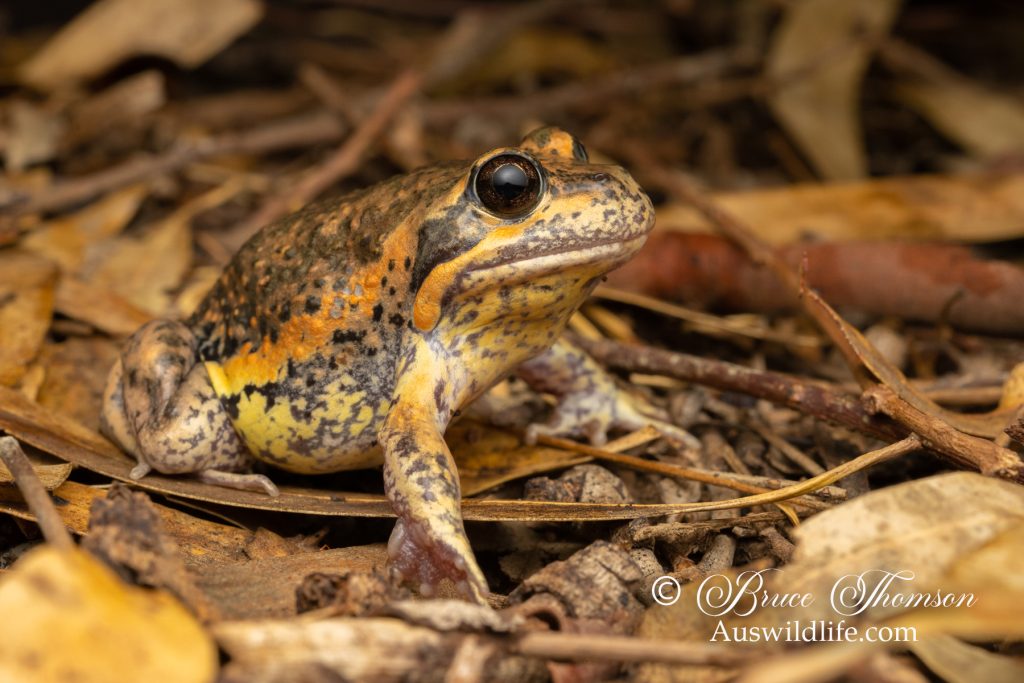 Eastern Banjo Frog (Limnodynastes dumerilli)
