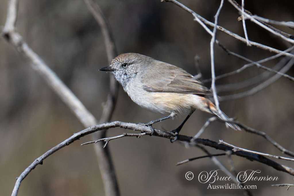 Chestnut-rumped Thornbill