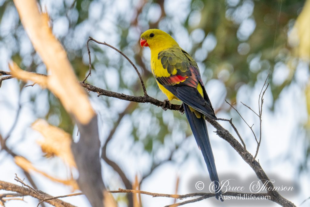 Regent Parrot