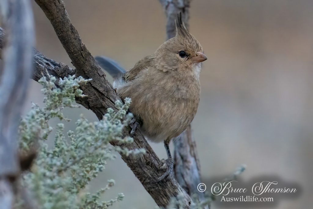 Chirruping Wedgebill