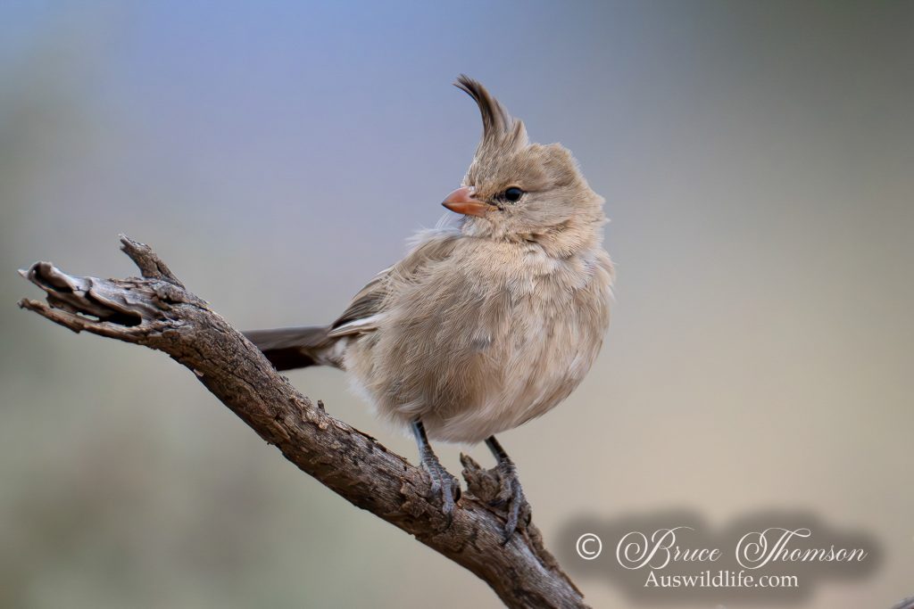 Chirruping Wedgebill