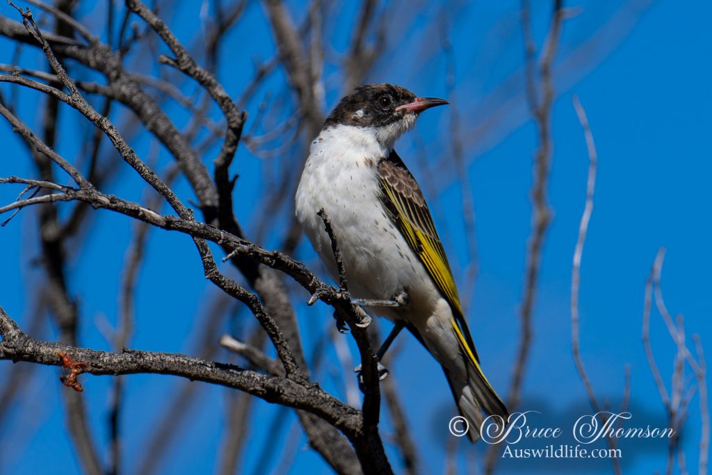 Painted Honeyeater
