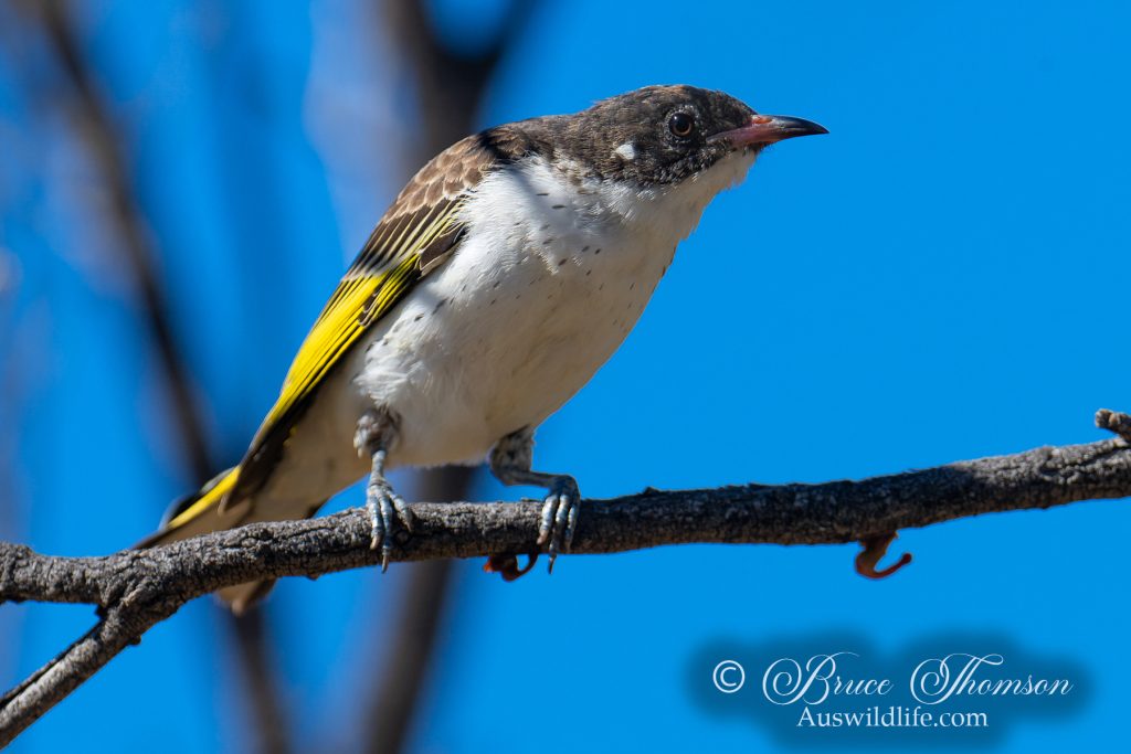 Painted Honeyeater