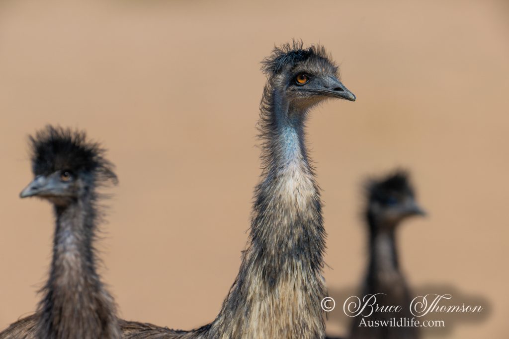 Emu father and two juveniles