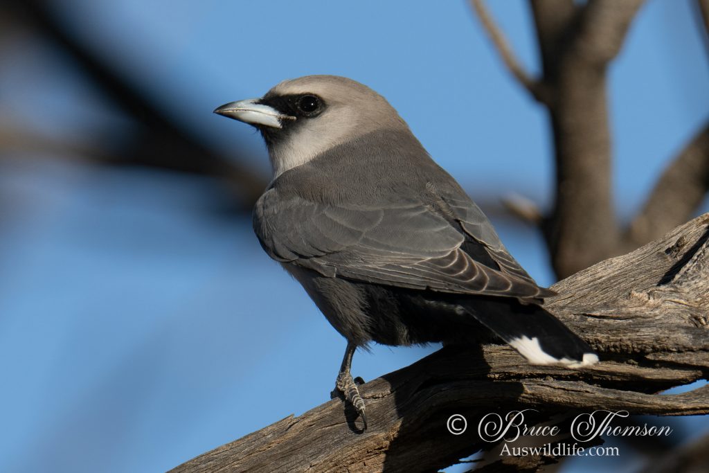 Black-faced Woodswallow