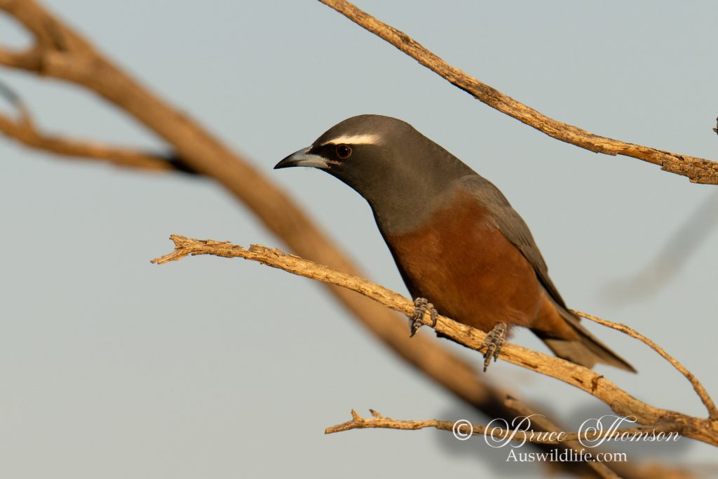 White-browed Woodswallow