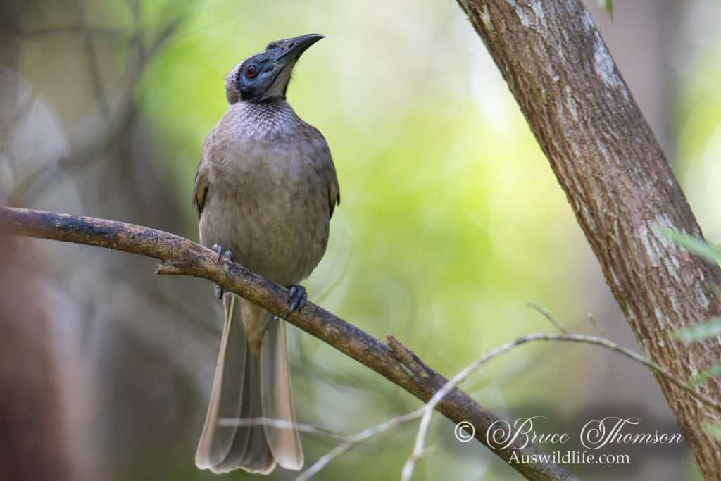 Helmeted Friarbird