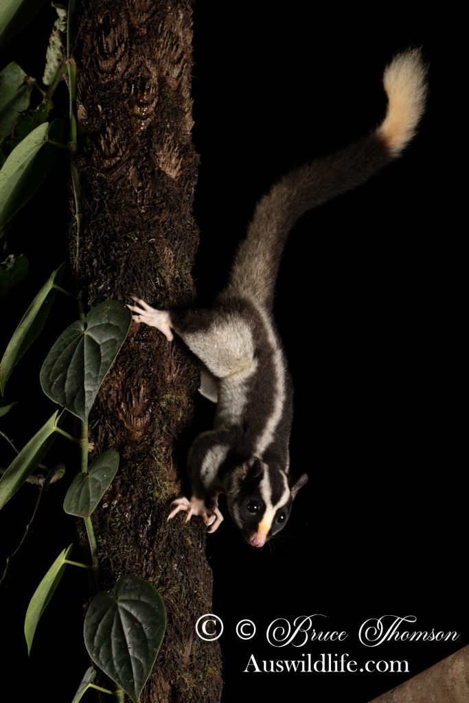 Torresian Striped Possum (Dactylopsila trivirgata)