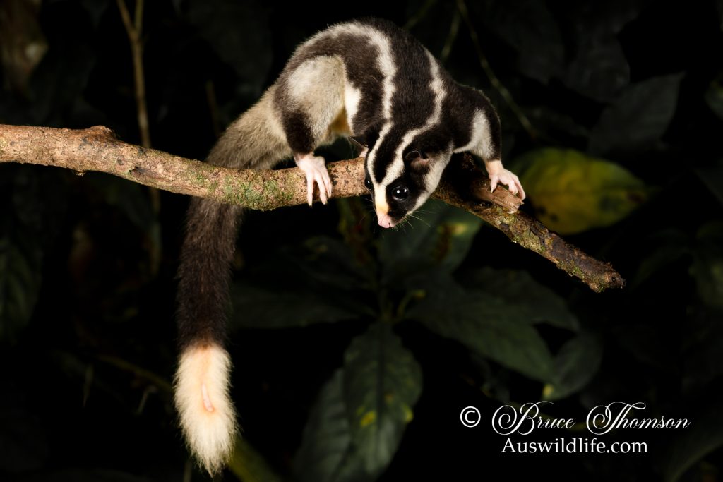 Striped Possum (Dactylopsila trivirgata)