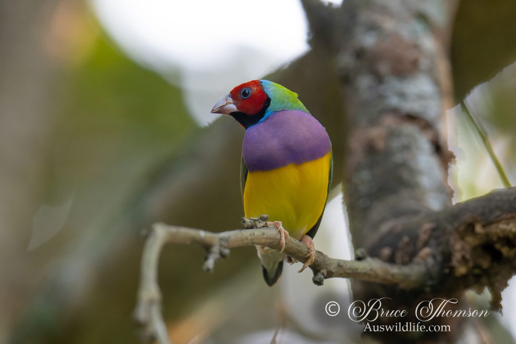 Gouldian Finch
