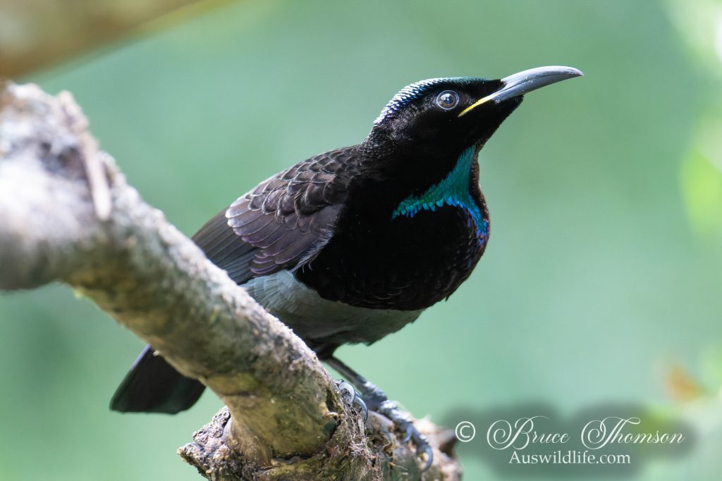 Victoria's Riflebird (male)