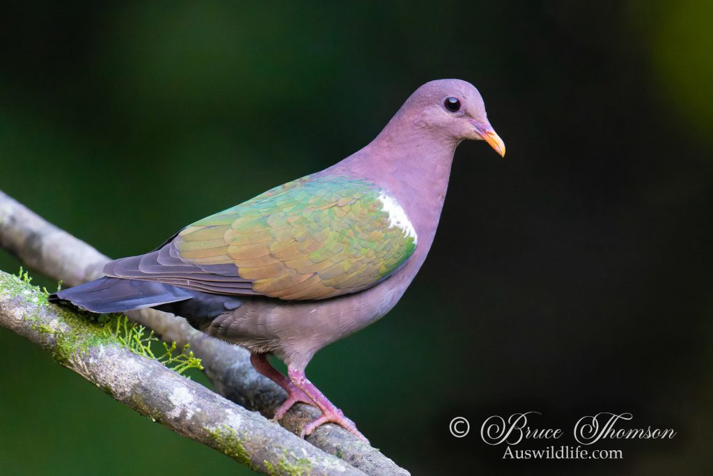 Emerald Dove