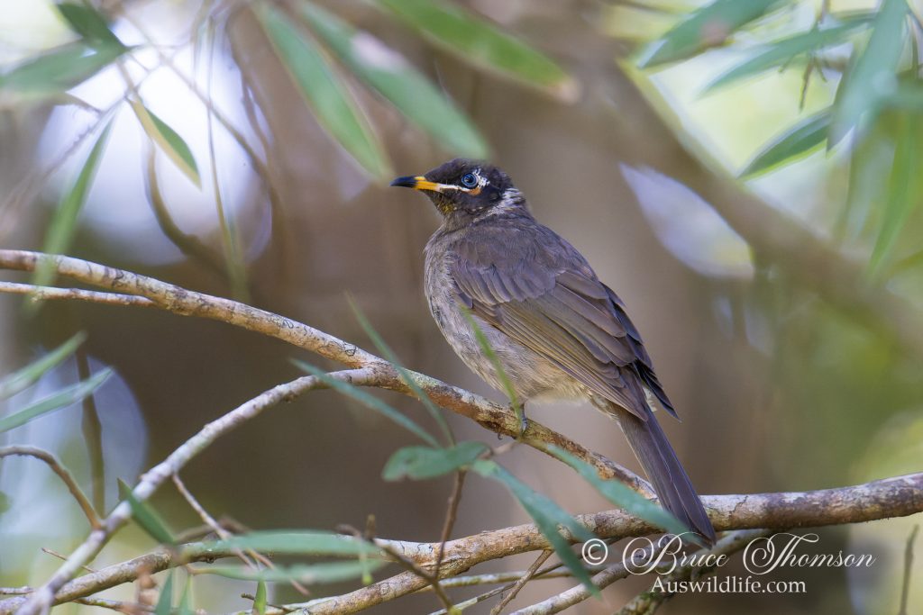 Bridled Honeyeater