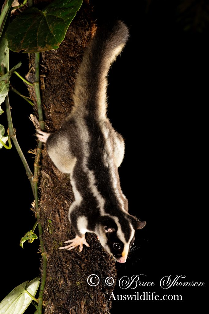 Torresian Striped Possum (Dactylopsila trivirgata)
