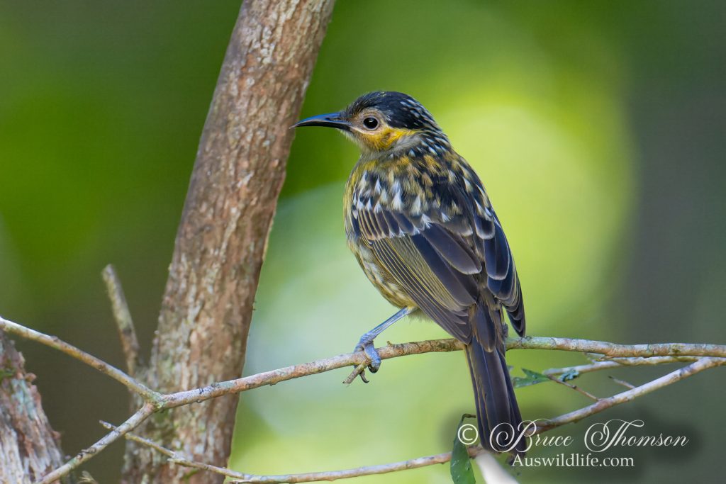 Macleay's Honeyeater
