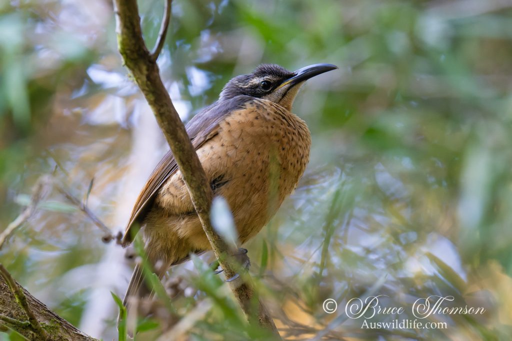 Victoria's Riflebird (female)