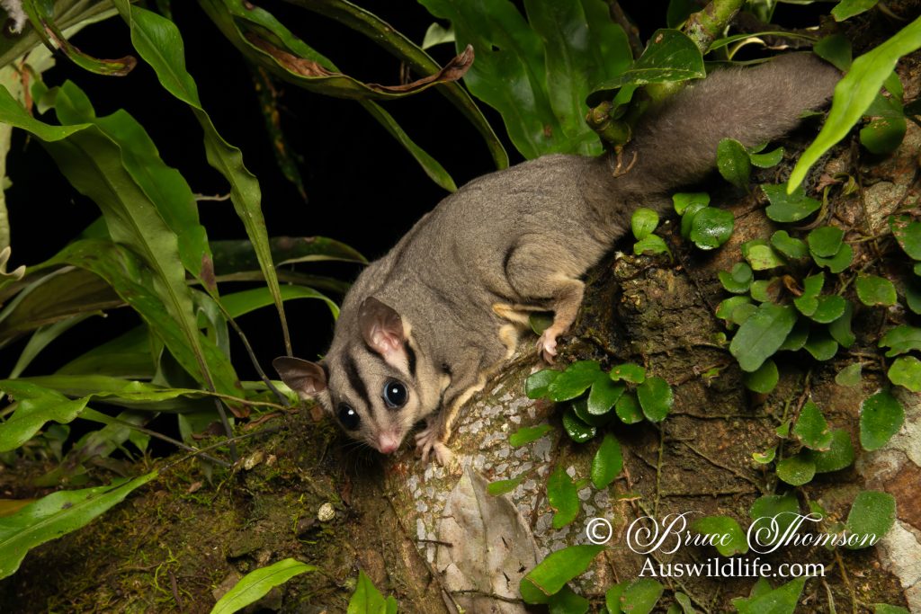 Krefft's Glider (Petaurus notatus)