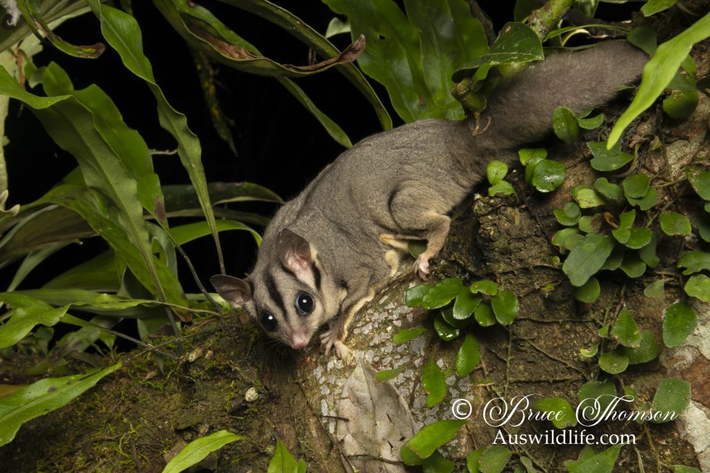 Krefft’s Glider (Petaurus notatus) Krefft's Glider (Petaurus notatus)