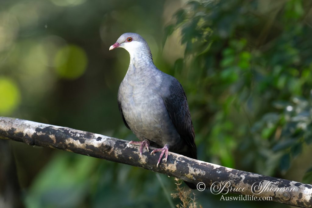White-headed Pigeon