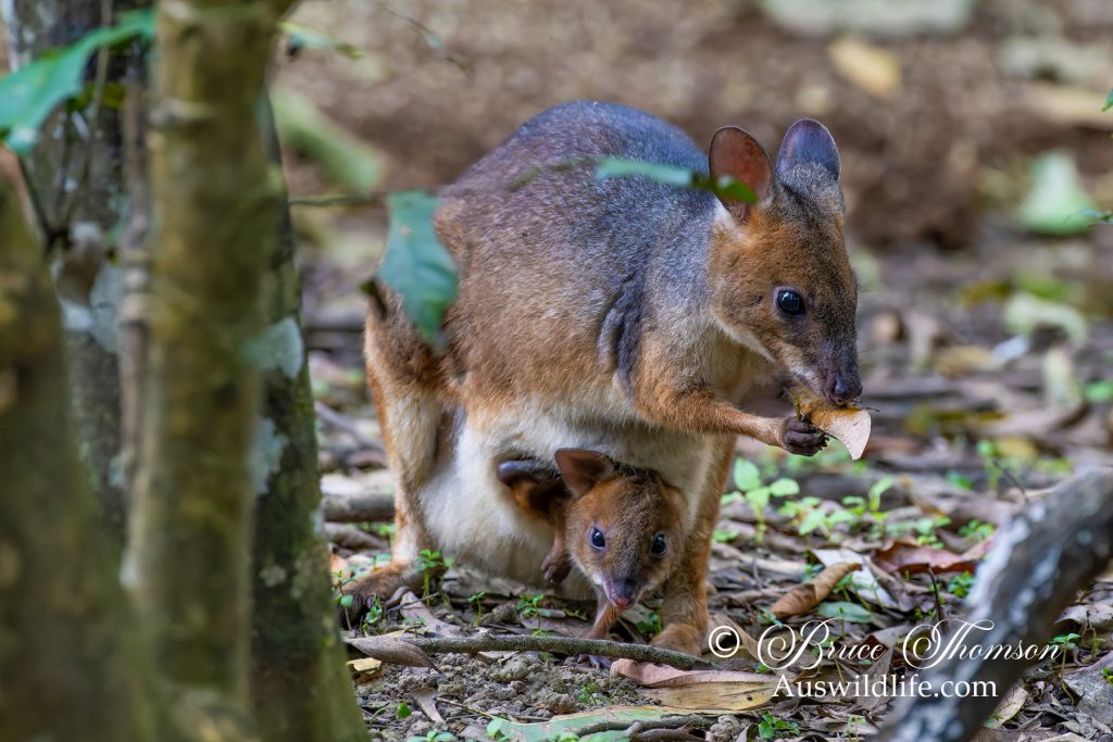 Red-legged Pademelon (Thylogale stigmatica)