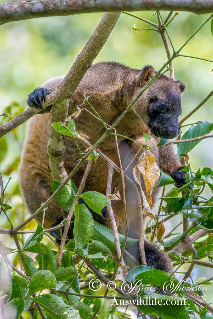 Lumholtz's Tree Kangaroo (Dendrolagus lumholtzi)