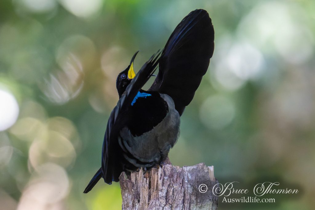 Victoria's Riflebird (male) Display