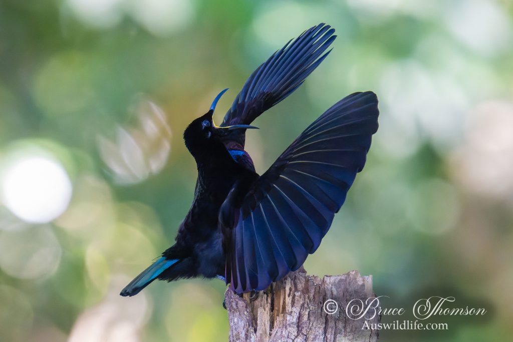 Victoria's Riflebird (male) Display