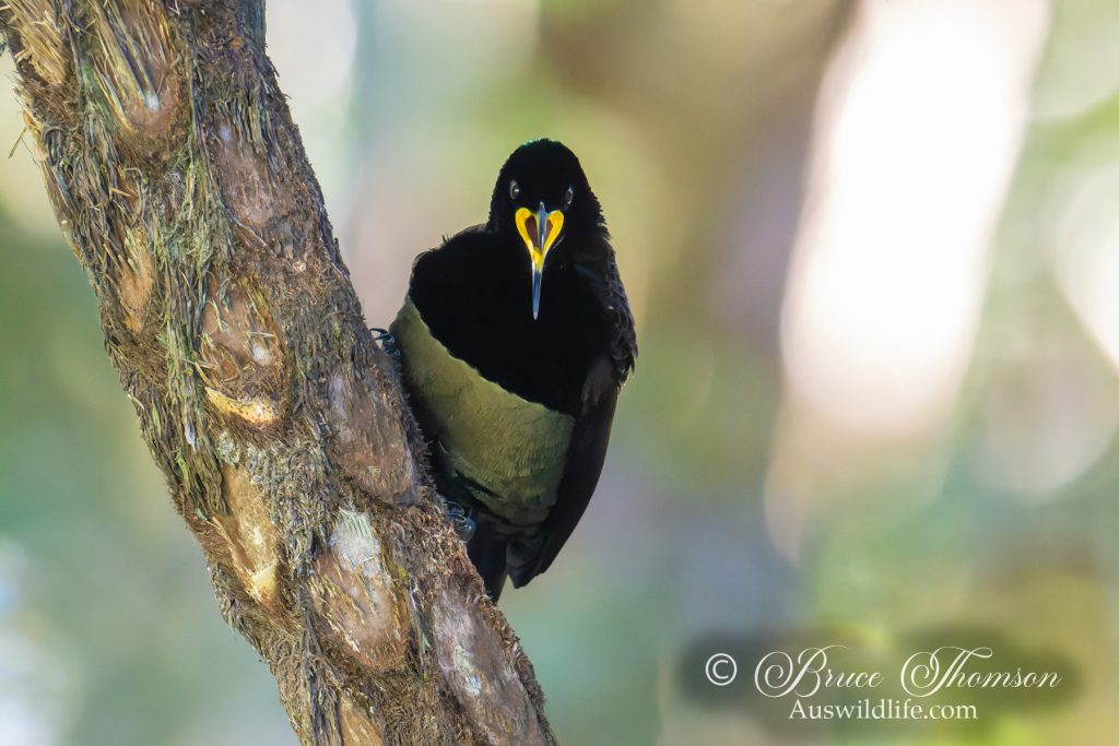 Victoria's Riflebird (male)