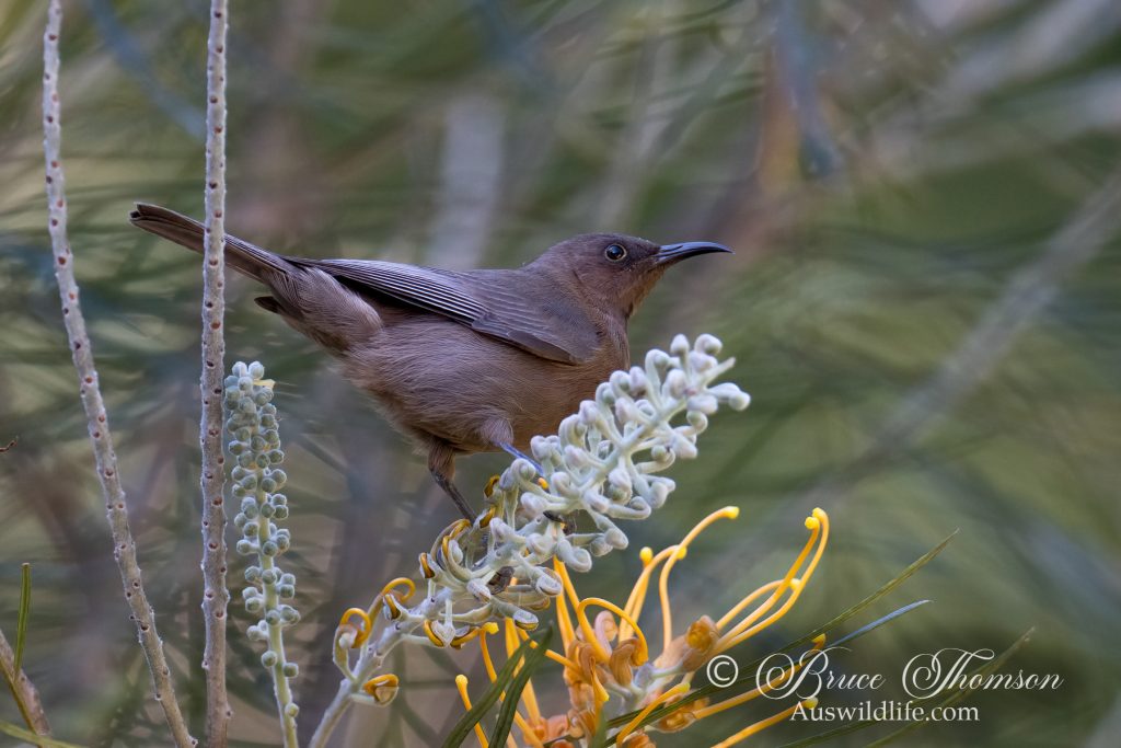 Dusky Honeyeater