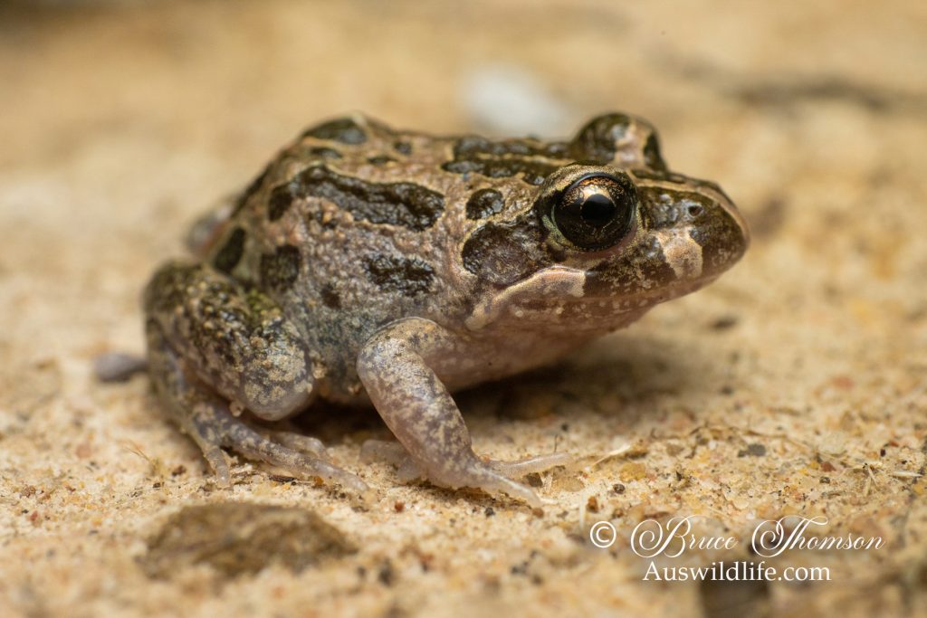 Marbled frog (Limnodynastes convexiusculus)