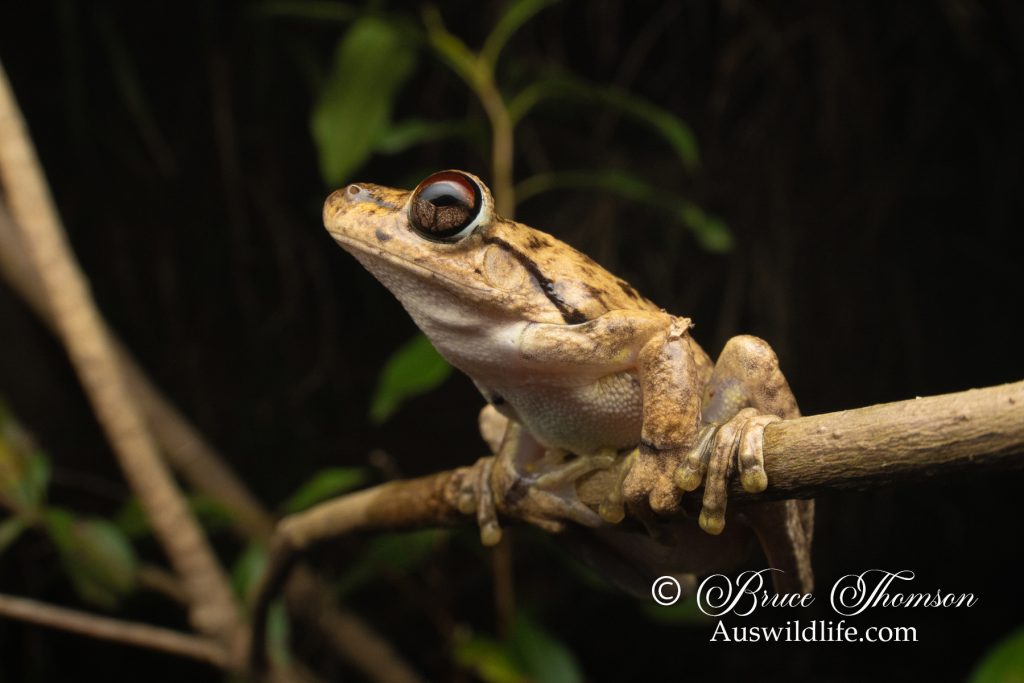 Northern Laughing Tree Frog (Litoria rothii)