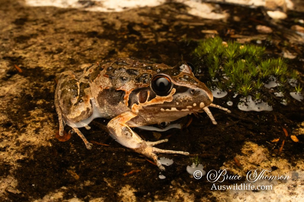 Wallum Rocket Frog (Litoria freycineti)