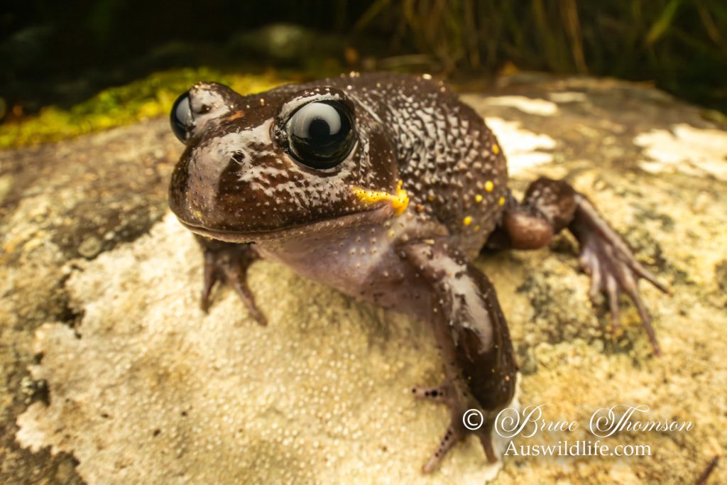 Giant Burrowing Frog (Helioporus australiacus)