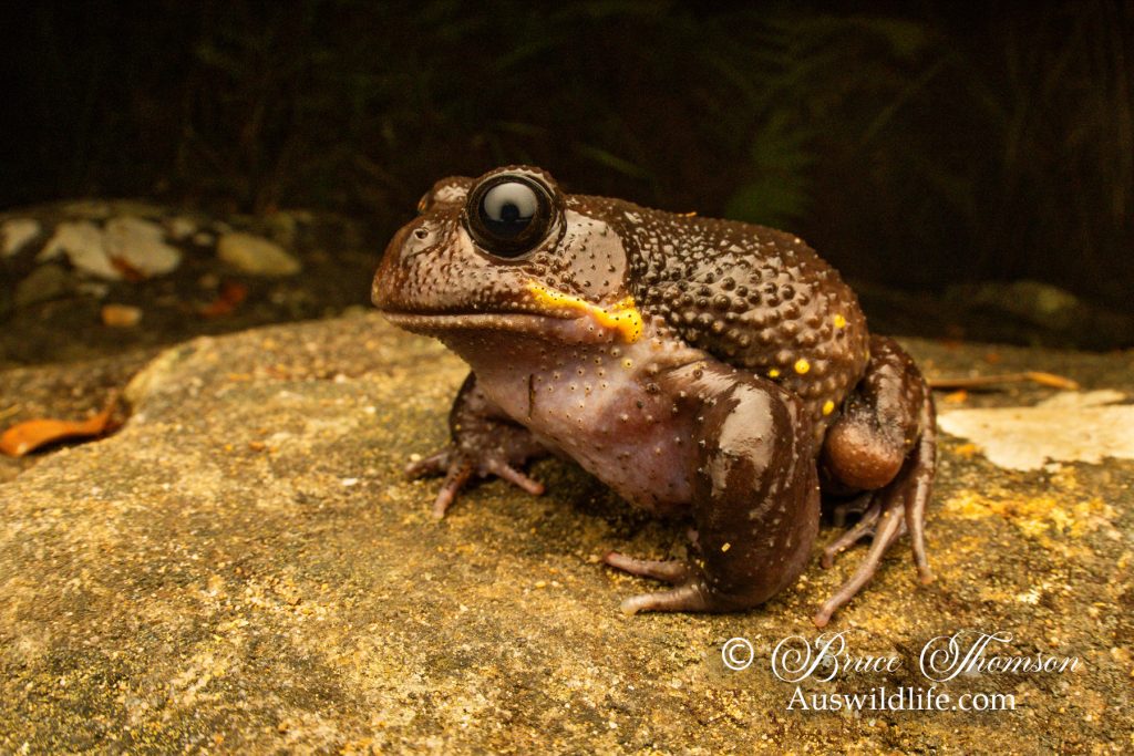 Giant Burrowing Frog (Helioporus australiacus)