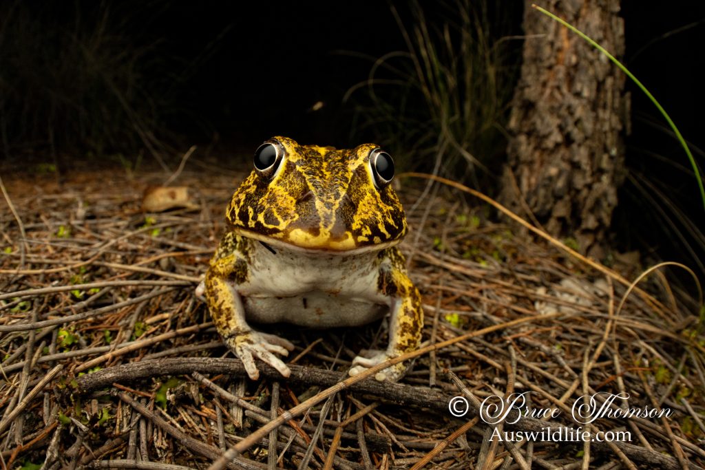 Eastern Snapping Frog, Wide-mouthed Frog (Cyclorana novahollandiae)