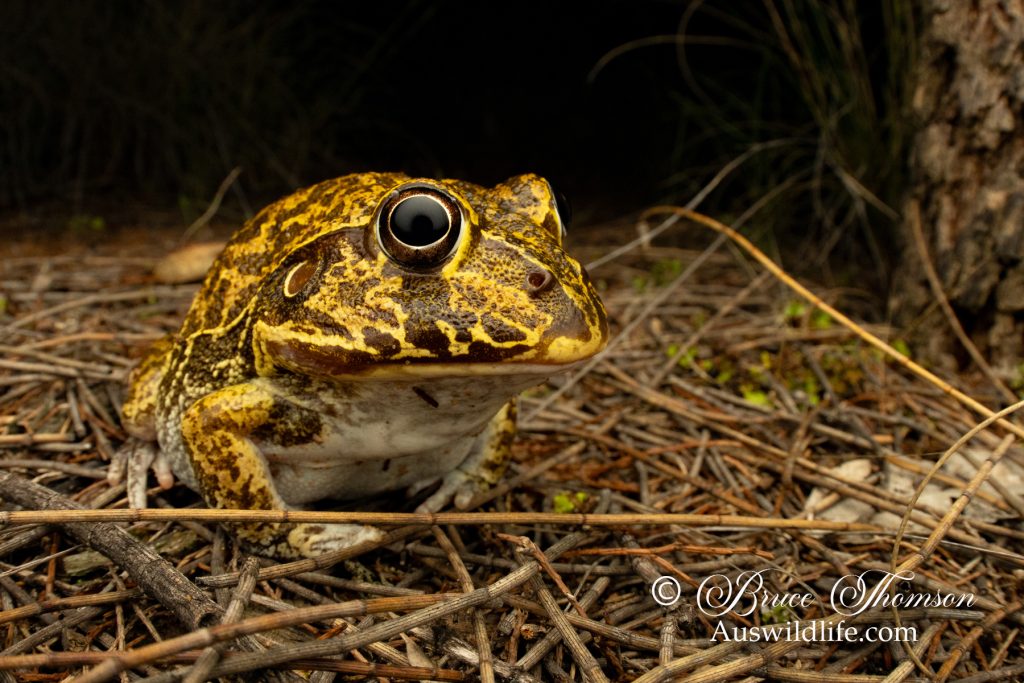 Eastern Snapping Frog, Wide-mouthed Frog (Cyclorana novahollandiae)