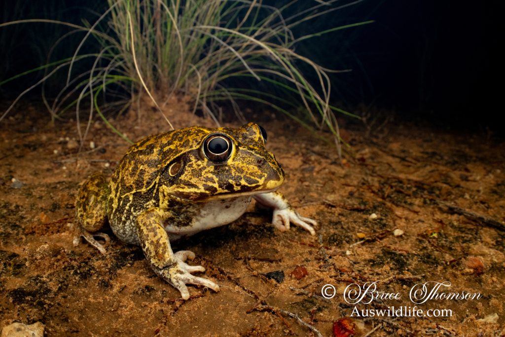 Eastern Snapping Frog, Wide-mouthed Frog (Cyclorana novaehollandiae)