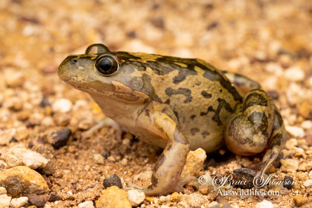 Barking Frog (Limnodynastes fletcheri)